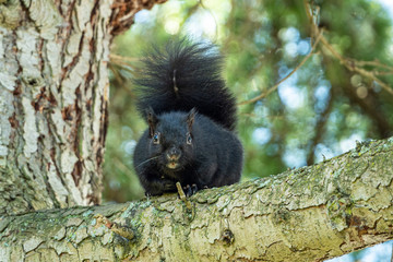 close up of a cute black squirrel resting on the tree branch staring at you