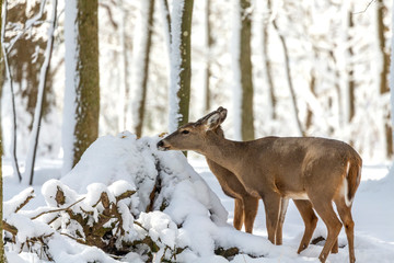 Deer. White-tailed deer on snow . Natural scene from Wisconsin state park. Hind and older fawn.