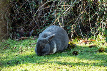 close up of an adorable grey rabbit with one white foot eating grasses under the shade on a sunny day besides bushes