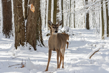 Deer. White-tailed deer on snow . Natural scene from Wisconsin state park. Hind and older fawn.