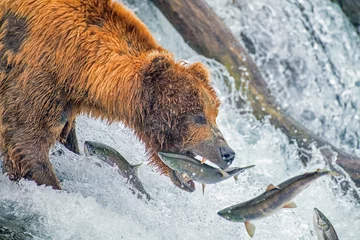 Zelfklevend Fotobehang Adult coastal brown bear feeds on salmon as they make their way up and over waterfalls on route to the natal waters. ©  Tom Fenske