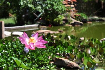 lotus flowers