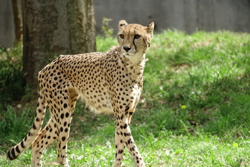 チーター