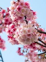 2020年 あたみ桜3