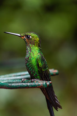 Fototapeta na wymiar wild humming bird 