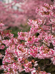 2020年 あたみ桜2