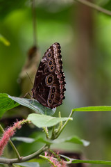 Morpho butterfly garden