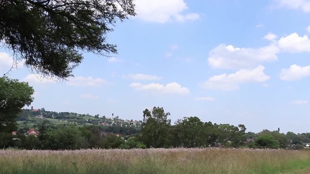 birds fling over a quiet meadow