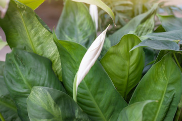 Obraz premium Peace Lily or spathiphyllum flower bud with sunlight in the garden.