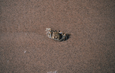 crab on the beach