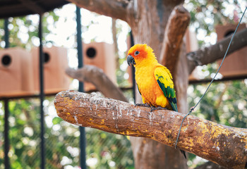 parrot on a branch