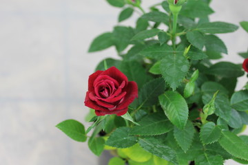 red rose