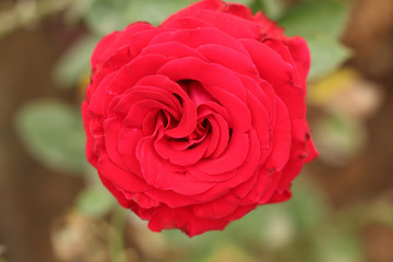 Single red rose with soft background