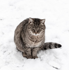 Cat on the snow