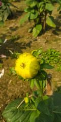 yellow flowers on a background