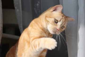 首を傾けて手を上げる猫アメリカンショートヘアー