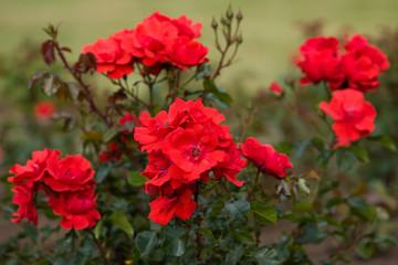 A bush with flowers red roses and a green bush. A few buds. Selective focus.