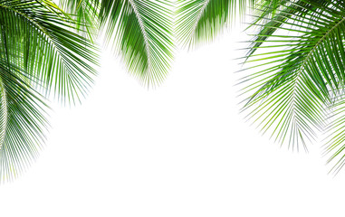 Coconut palm leaf isolated on white background - 322236504