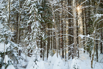 Fototapeta premium Winter forest and snow covered trees in it in a sunny day