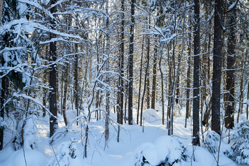 Winter forest and snow covered trees in it in a sunny day