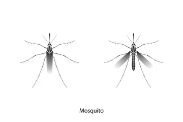 Mosquito object vector on white background,isolated for graphic design,agriculture,education,science,art work.