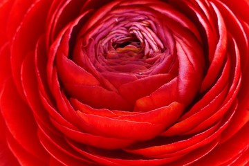 red ranunculus flower macro. red flower close-up.Bright floral nature background.