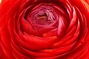 red ranunculus flower macro. red flower close-up. floral nature background.