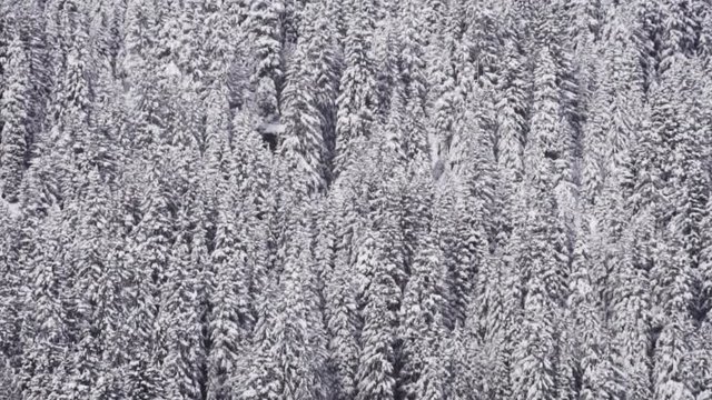 Snowy trees in the winter background footage.