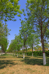 Urban Park Woodland
