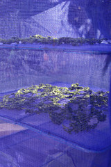  天然あおさ・アオサの天日干しイメージ タイトル変更 