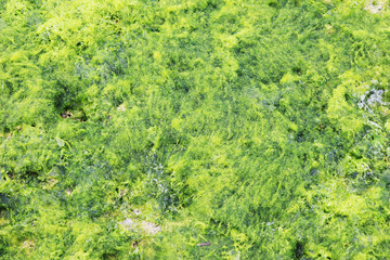 収穫時期の天然あおさ・アオサのイメージカット