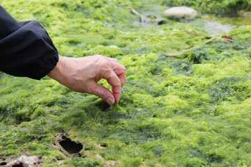 天然あおさ・アオサを収穫する手元のイメージカット
