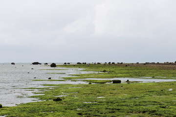 天然あおさ・アオサの収穫風景