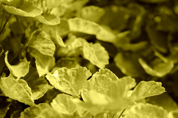 Drops of water on leaves close-up in a tropical garden after rain. Natural background yellow color toned