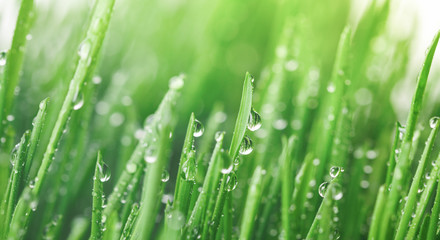 Fototapeta na wymiar Water drops on fresh green grass in morning lights. Beautiful nature landscape with dew droplets. Environmental and ecology concept.