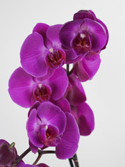 Fototapeta premium Blooming twig of purple orchid isolated on white background. Closeup