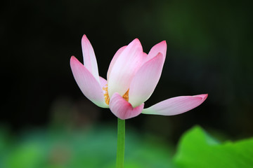 Obraz premium Beautiful pink lotus, close-up photos