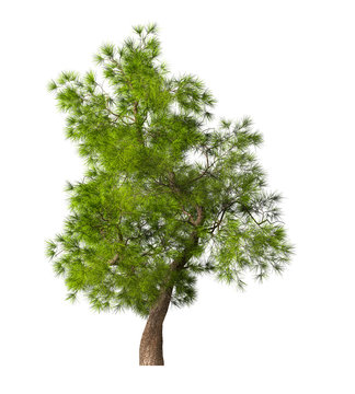 Coniferous evergreen spruce tree with a lush crown on a white background. Isolate oneself. 3D illustration.