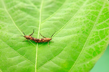 Mating of moths and insects