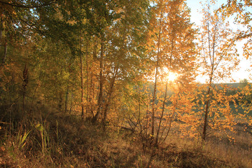 On the hillside are young birch trees with Golden leaves, through which the rays of the rising sun