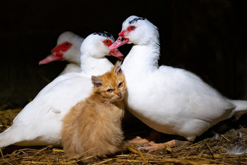 duck foster mother