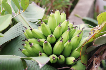 無農薬栽培、有機栽培の天然島バナナの写真素材