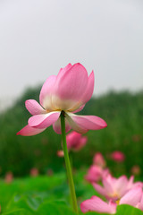 Naklejka premium Lotus in the pond