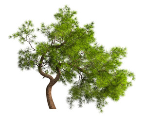 A coniferous evergreen spruce tree with a lush crown and a curved transverse trunk on a white...