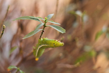 Green caterpillar, worm 