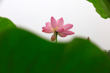 Lotus in the pond