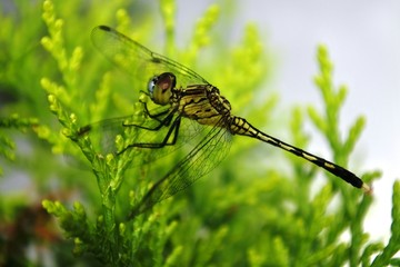 dragonfly perched on a green leaf