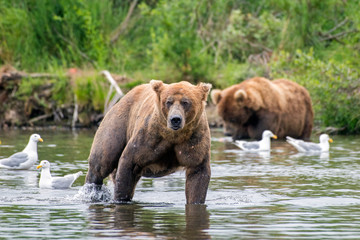 Adult coastal brown bear in shallow river water with other bears and gulls in the background.