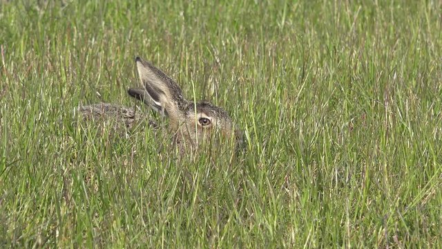 small European hare hiding in the grassland