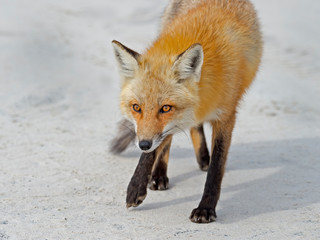 Red Fox Walking on Beach